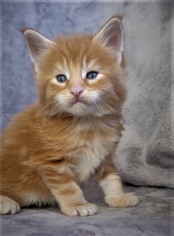 Deifenbaker Monterini - Kitten maine-coon 1 month