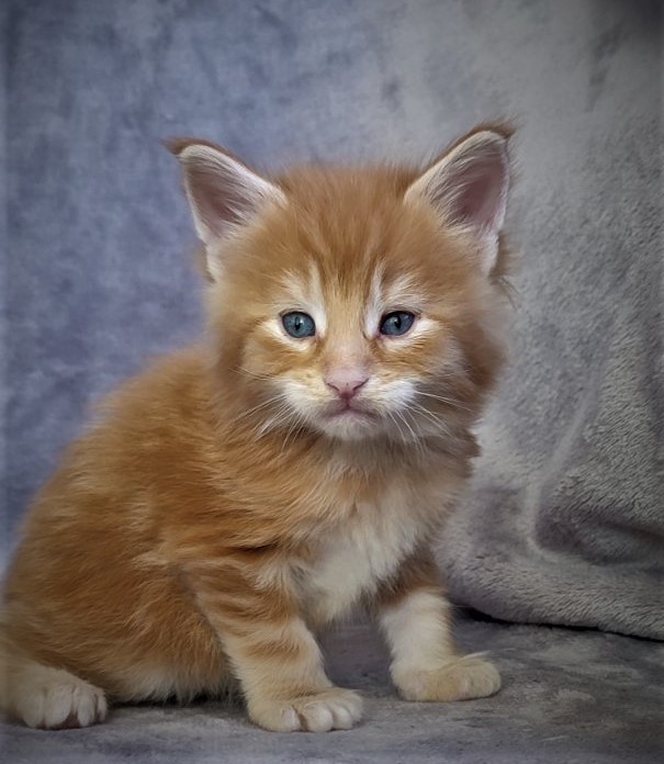 Deifenbaker Monterini - Kitten maine-coon 1 month