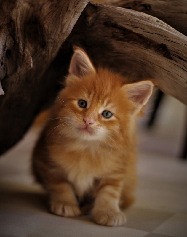 Deifenbaker Monterini - Kitten maine-coon 1 month 0.5 weeks
