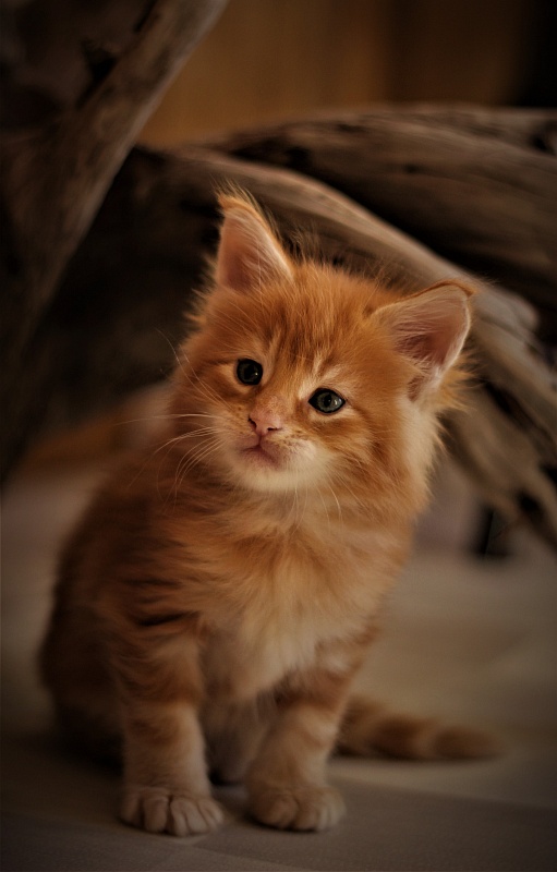 Deifenbaker Monterini - Kitten maine-coon 1 month 0.5 weeks