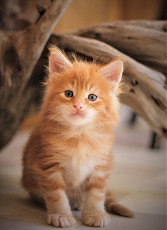 Deifenbaker Monterini - Kitten maine-coon 1 month 0.5 weeks