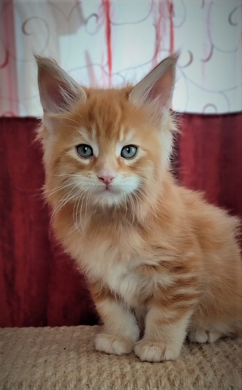 Deifenbaker Monterini - Kitten maine-coon 1 month 2.5 weeks