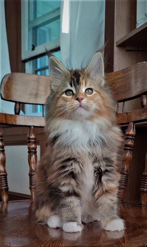 Dee Monterini - Kitten maine-coon 2 months 1.5 week