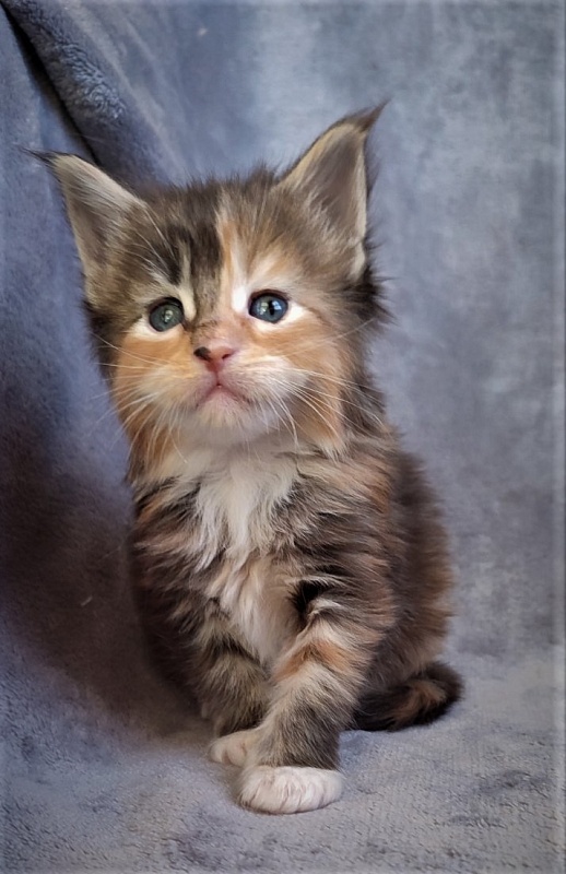 Dee Monterini - Kitten maine-coon 1 month