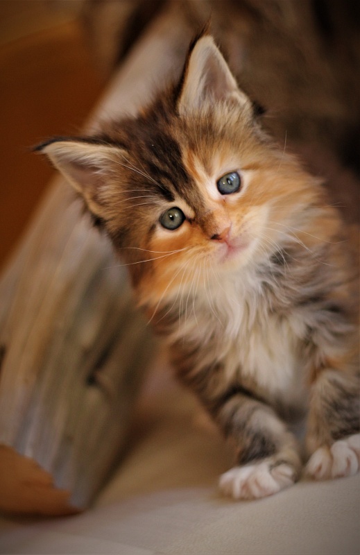 Dee Monterini - Kitten maine-coon 1 month 0.5 weeks