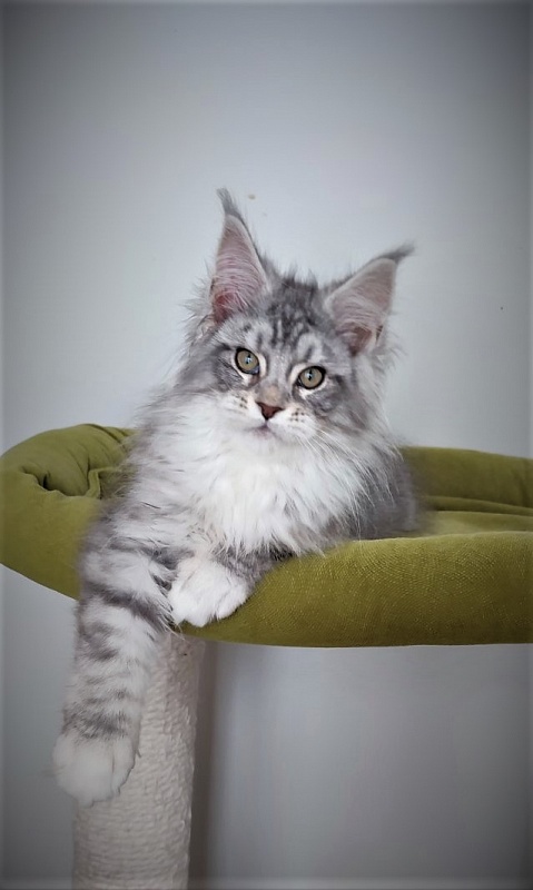 Eminem Monterini - Kitten maine-coon 3 months 2.5 weeks