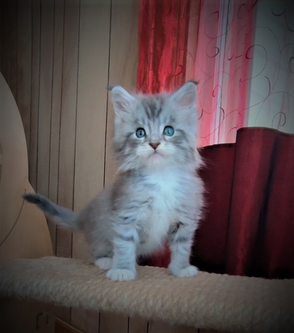 Eminem Monterini - Kitten maine-coon 1 month 2 weeks