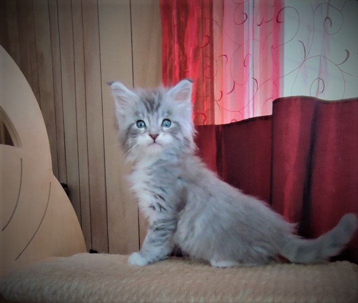 Eminem Monterini - Kitten maine-coon 1 month 2 weeks