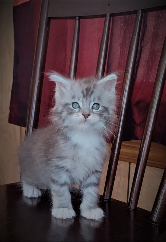 Eminem Monterini - Kitten maine-coon 1 month 3 weeks