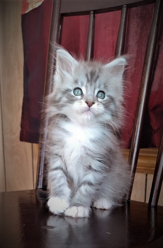 Eminem Monterini - Kitten maine-coon 1 month 3 weeks