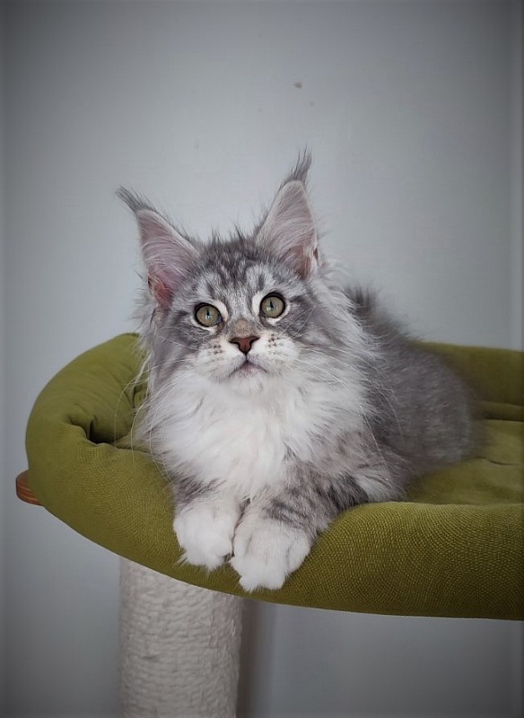 Eminem Monterini - Kitten maine-coon 3 months 2.5 weeks