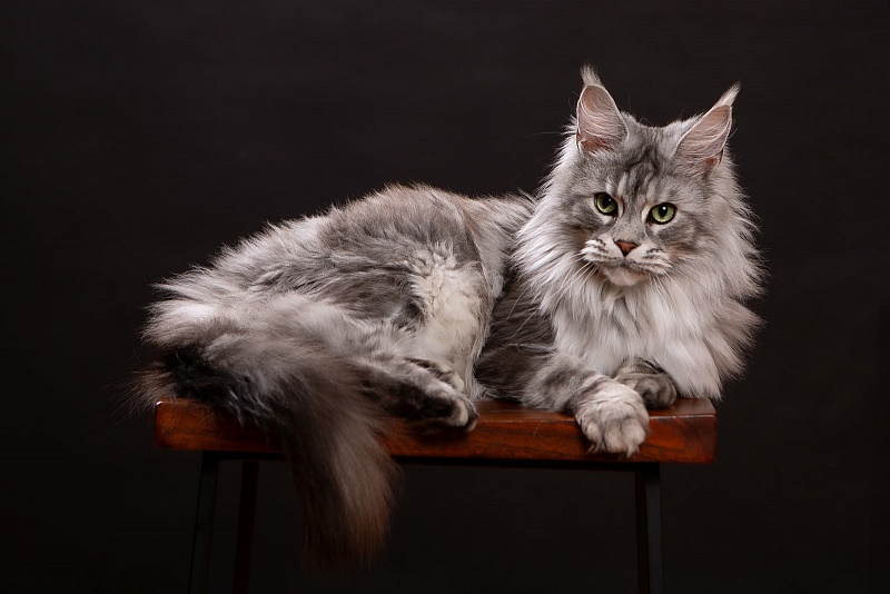 UA*Enola Monterini - Adult maine-coon 2 years 8 months