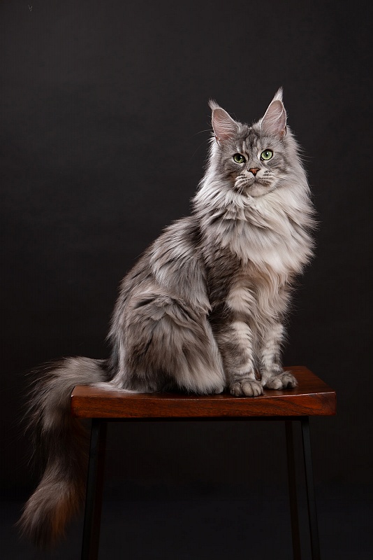 UA*Enola Monterini - Adult maine-coon 2 years 8 months