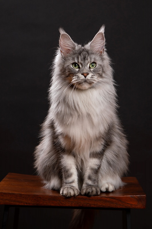 UA*Enola Monterini - Adult maine-coon 2 years 8 months