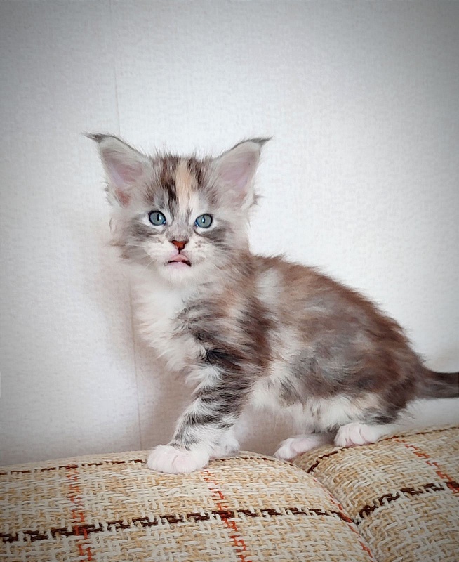 Fairytale Monterini - Kitten maine-coon 4 weeks