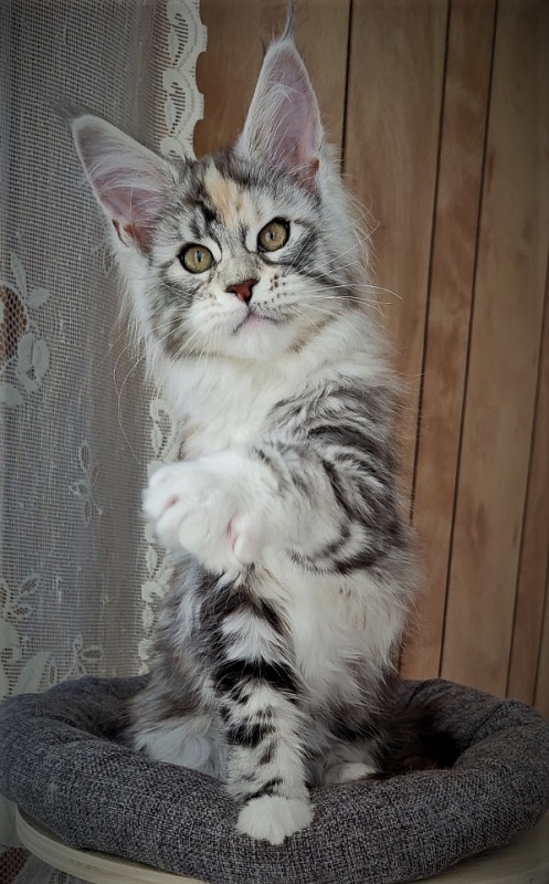 Fairytale Monterini - Kitten maine-coon 2 months 3.5 weeks