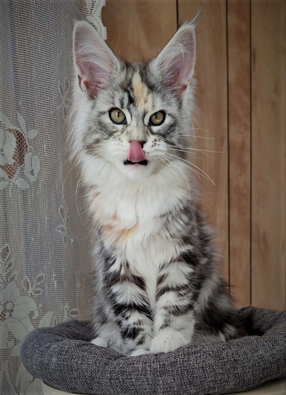 Fairytale Monterini - Kitten maine-coon 2 months 3.5 weeks