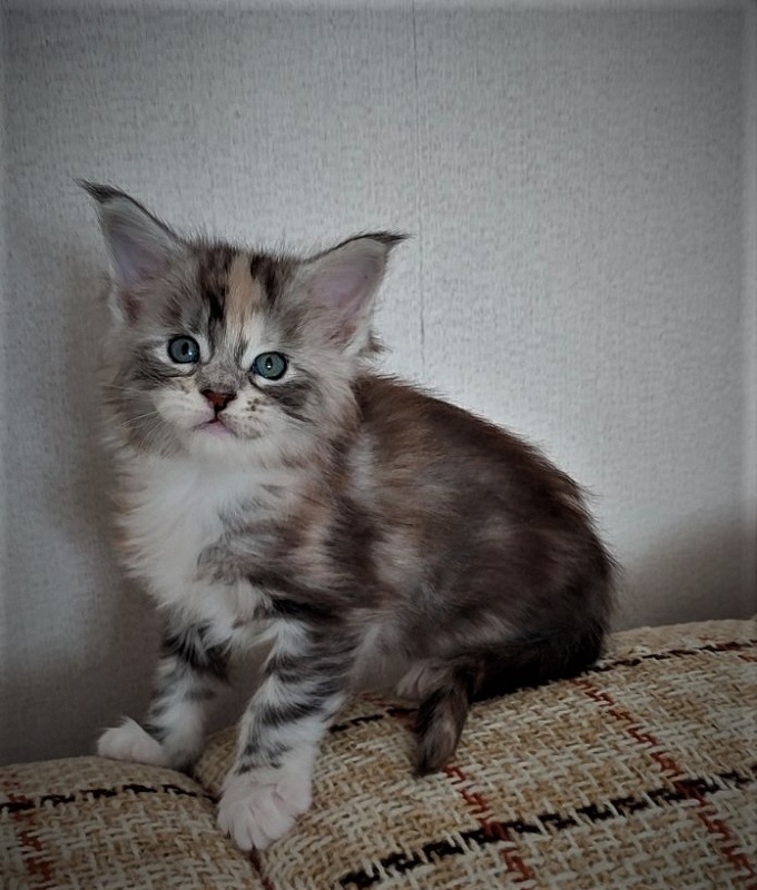 Fairytale Monterini - Kitten maine-coon 4 weeks