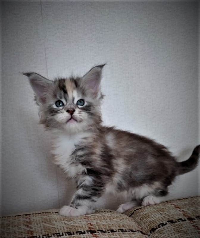 Fairytale Monterini - Kitten maine-coon 4 weeks