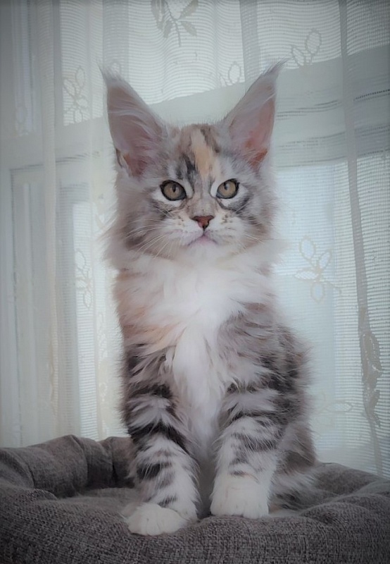 Fairytale Monterini - Kitten maine-coon 2 months 1.5 week
