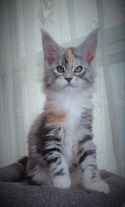 Fairytale Monterini - Kitten maine-coon 2 months 1.5 week