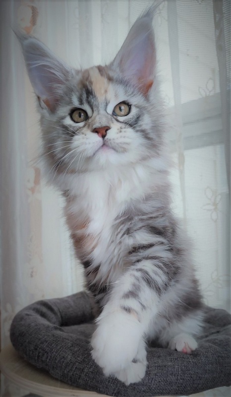 Fairytale Monterini - Kitten maine-coon 2 months 1.5 week