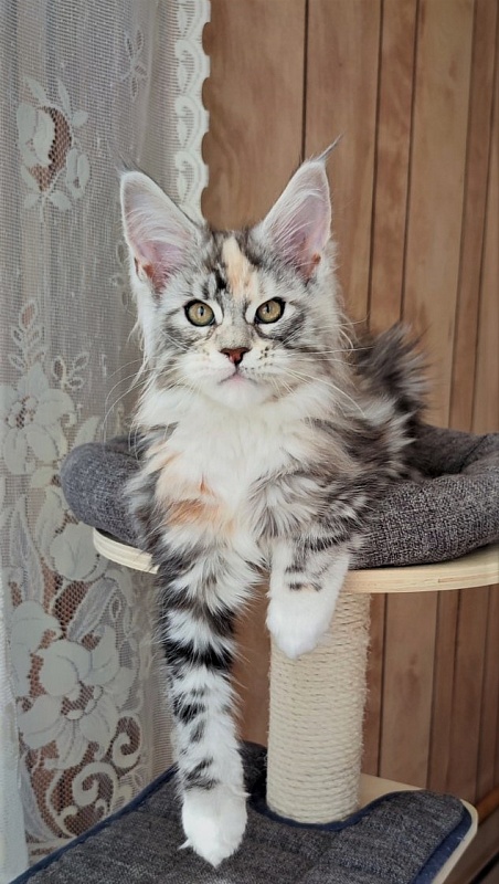 Fairytale Monterini - Kitten maine-coon 2 months 3.5 weeks