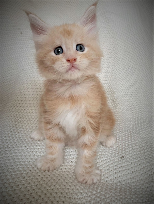 Ginger Monterini - Kitten maine-coon 1 month 1 week