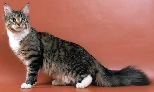 Moscow Star's Victory - мейн-кун