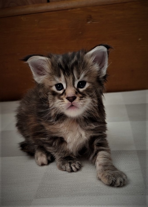 Jetaime Monterini - Kitten maine-coon 3 weeks
