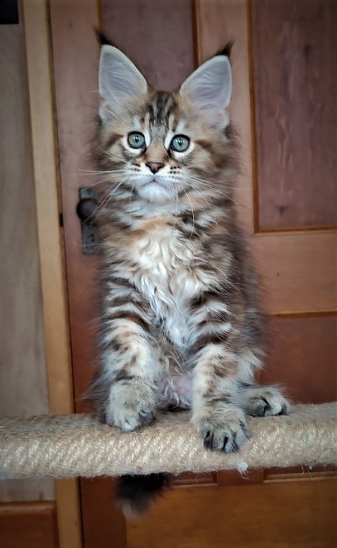 Jetaime Monterini - Kitten maine-coon 2 months 0.5 weeks