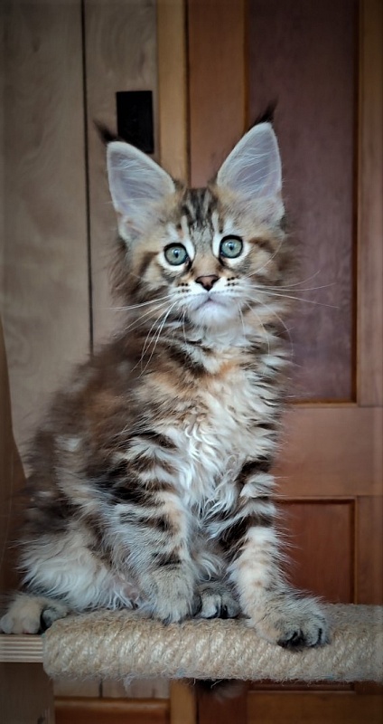 Jetaime Monterini - Kitten maine-coon 2 months 0.5 weeks