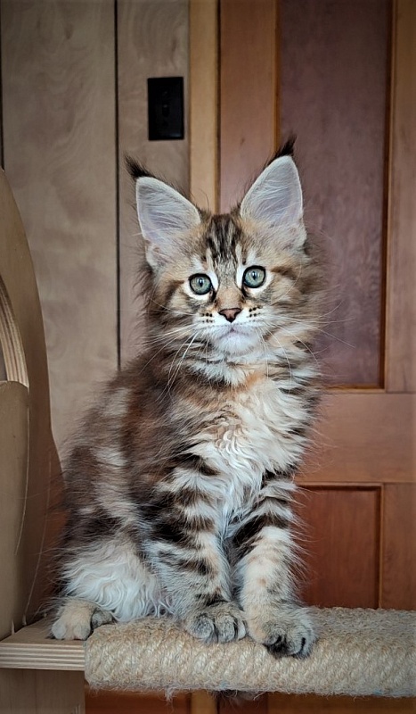 Jetaime Monterini - Kitten maine-coon 2 months 0.5 weeks