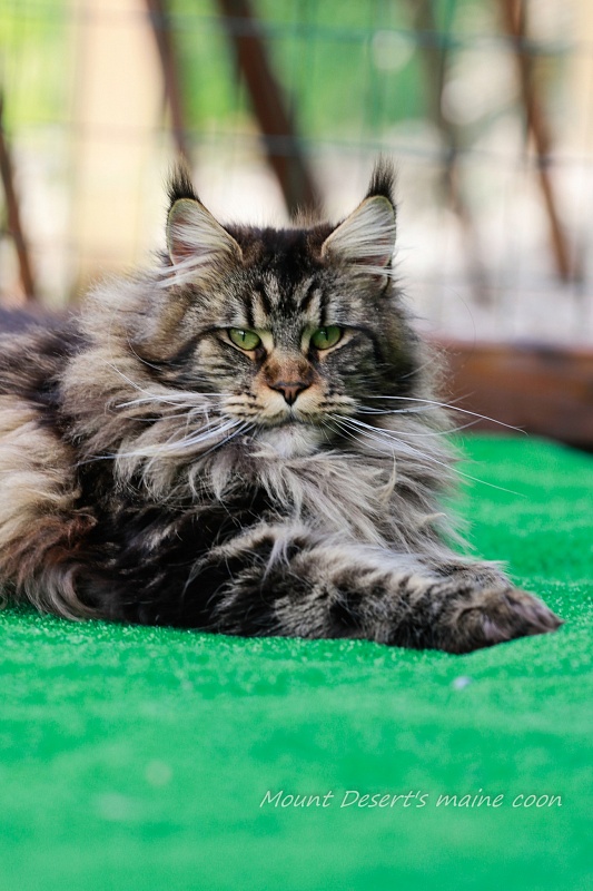 Mount Desert's Irma la Dolce - Adult maine-coon 1 year