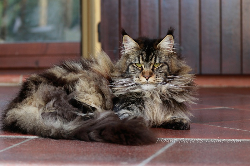 Mount Desert's Irma la Dolce - Adult maine-coon 1 year