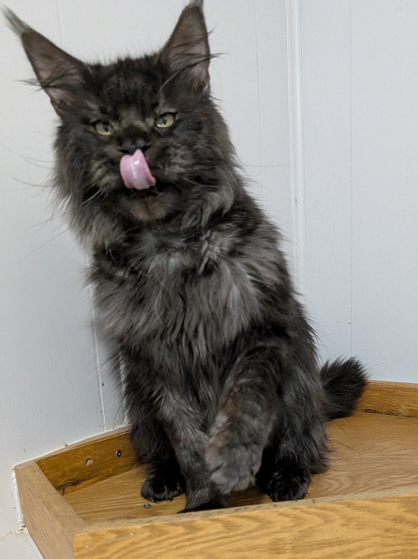 Lasher Mount Desert’s*IT - Adult maine-coon 2 years 11 months