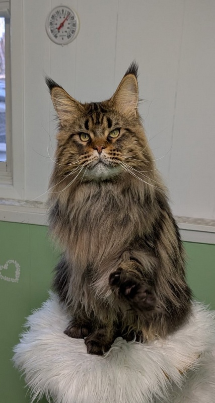 USA*Cascademtn Daker - Adult maine-coon 2 years 5 months 2 weeks