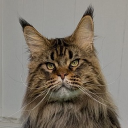 USA*Cascademtn Daker