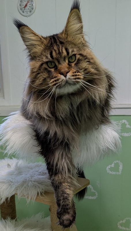 USA*Cascademtn Daker - Adult maine-coon 2 years 5 months 2 weeks