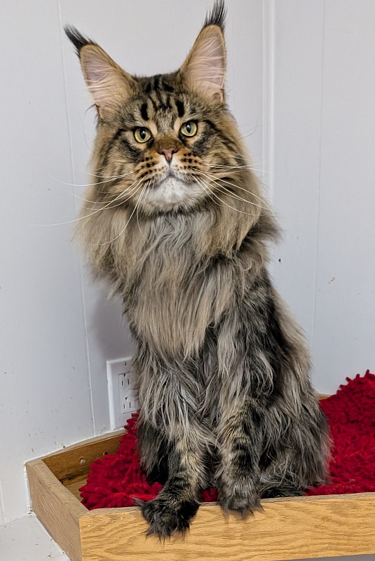 USA*Cascademtn Daker - Adult maine-coon 1 year 8 months