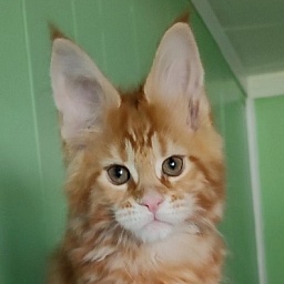 Koko Monterini