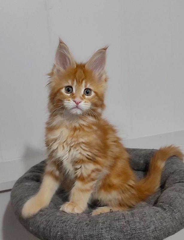 Koko Monterini - Kitten maine-coon 2 months