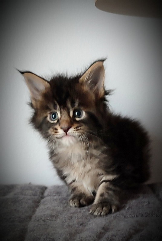 Kelim Monterini - Kitten maine-coon 1 month 0.5 weeks
