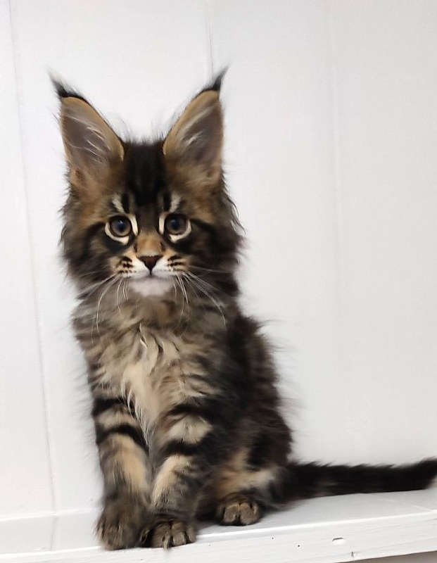 Kelim Monterini - Kitten maine-coon 2 months