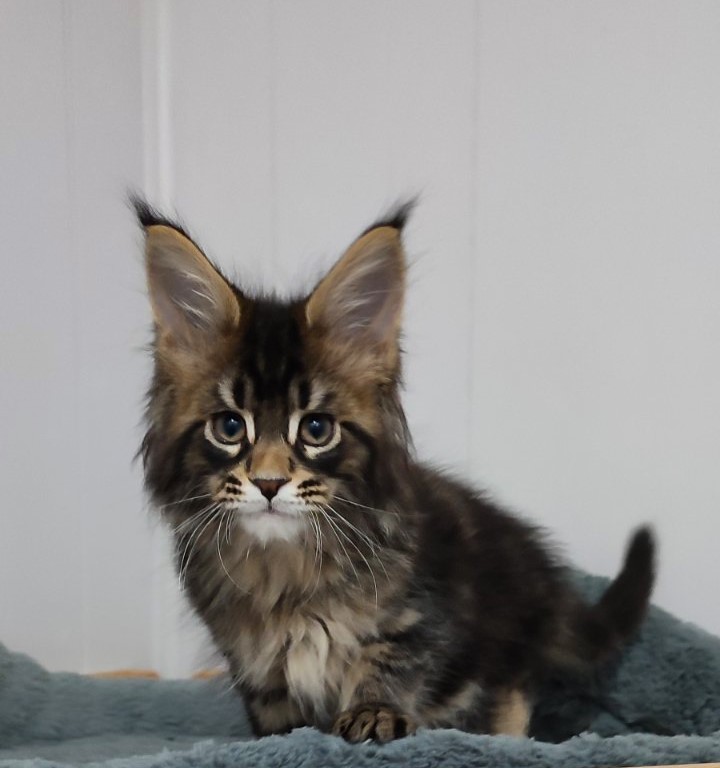 Kelim Monterini - Kitten maine-coon 2 months