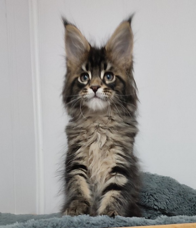 Kelim Monterini - Kitten maine-coon 2 months