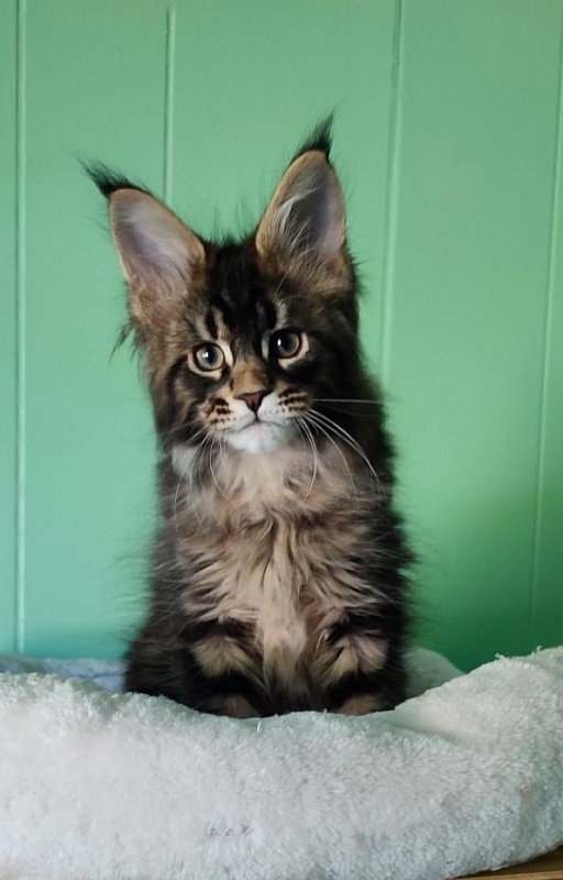 Kelim Monterini - Kitten maine-coon 2 months 1.5 week
