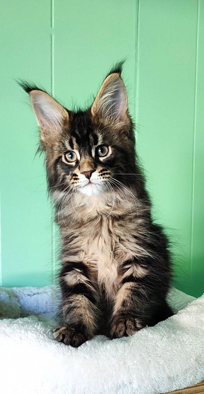 Kelim Monterini - Kitten maine-coon 2 months 1.5 week