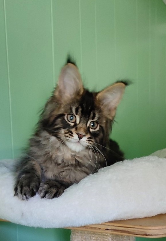 Kelim Monterini - Kitten maine-coon 2 months 1.5 week