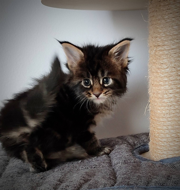 Kelim Monterini - Kitten maine-coon 1 month 0.5 weeks